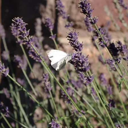 La Petite Provence Lejlighed Leisnig